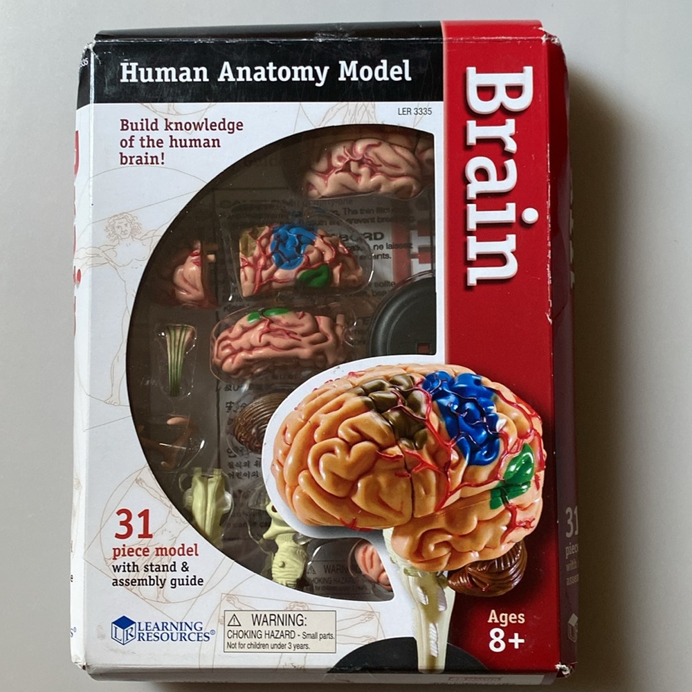 Brain Human Anatomy Model